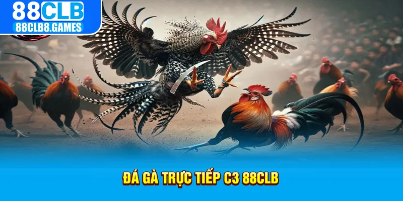 đá gà trực tiếp c3 88clb