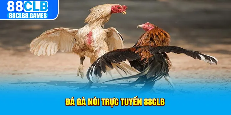 đá gà nòi trực tuyến 88clb