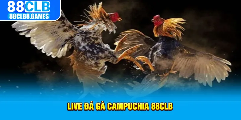 live đá gà camphuchia