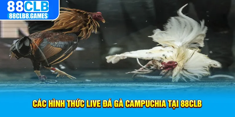 Các hình thức live đá gà campuchia tại 88CLB