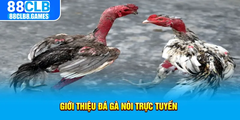 Giới thiệu đá gà nòi trực tuyến 