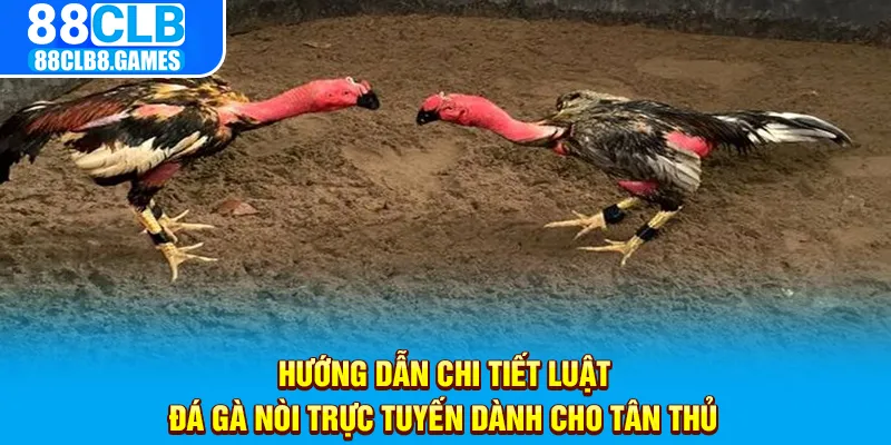 Hướng dẫn chi tiết luật đá gà nòi trực tuyến dành cho tân thủ