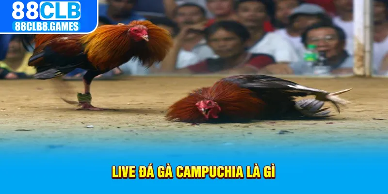 live đá gà campuchia là gì