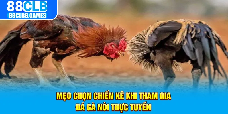 Mẹo chọn chiến kê khi tham gia đá gà nòi trực tuyến 