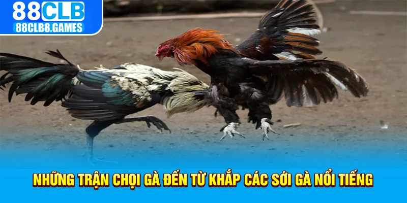 Những trận chọi gà đến từ khắp các sới gà nổi tiếng