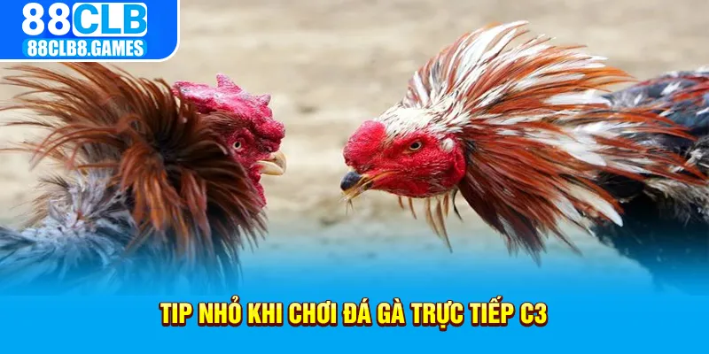 Tip nhỏ khi chơi đá gà trực tiếp C3 